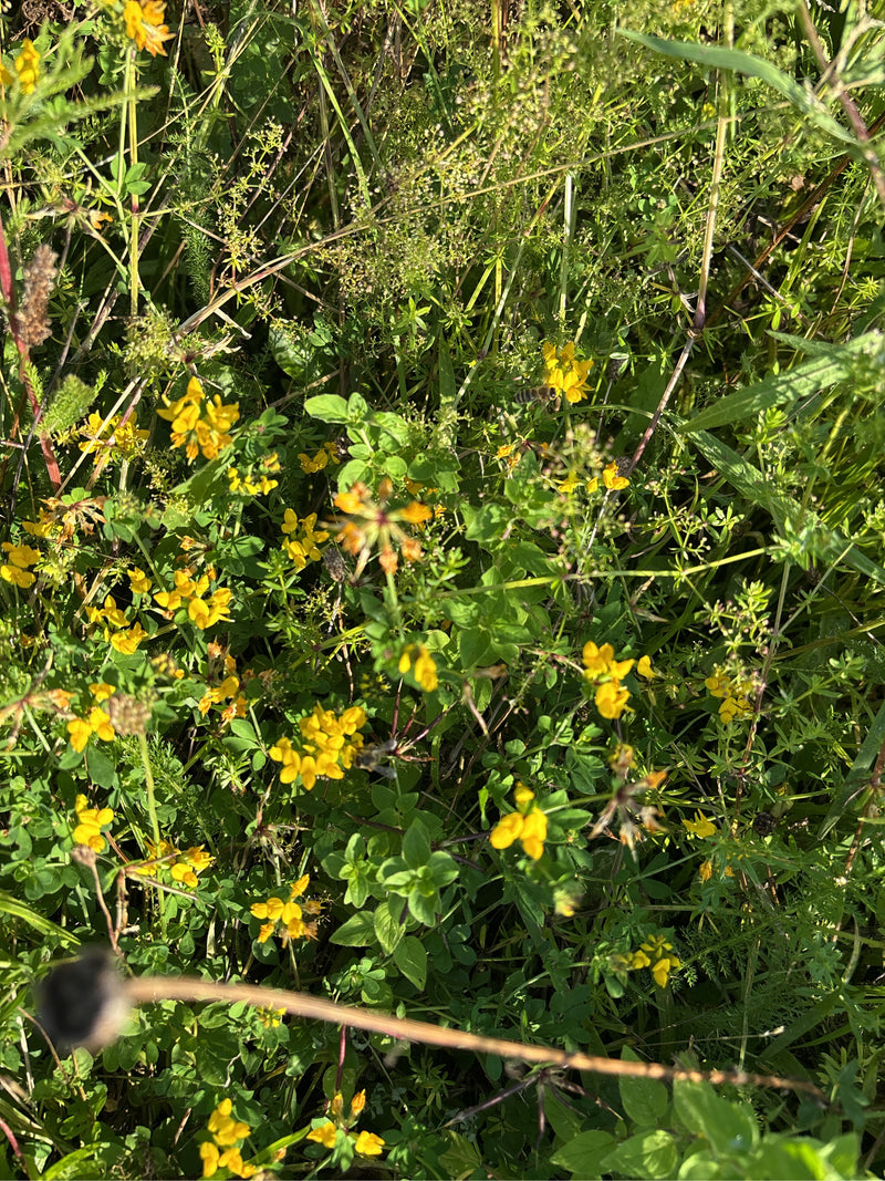 De afbeelding toont gewone rolklaver met zijn typische gele bloemen in een weiland.