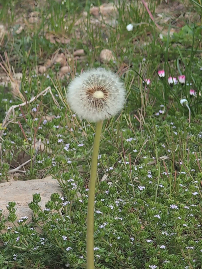 Gemeenschappelijke paardenbloem — Bild 1
