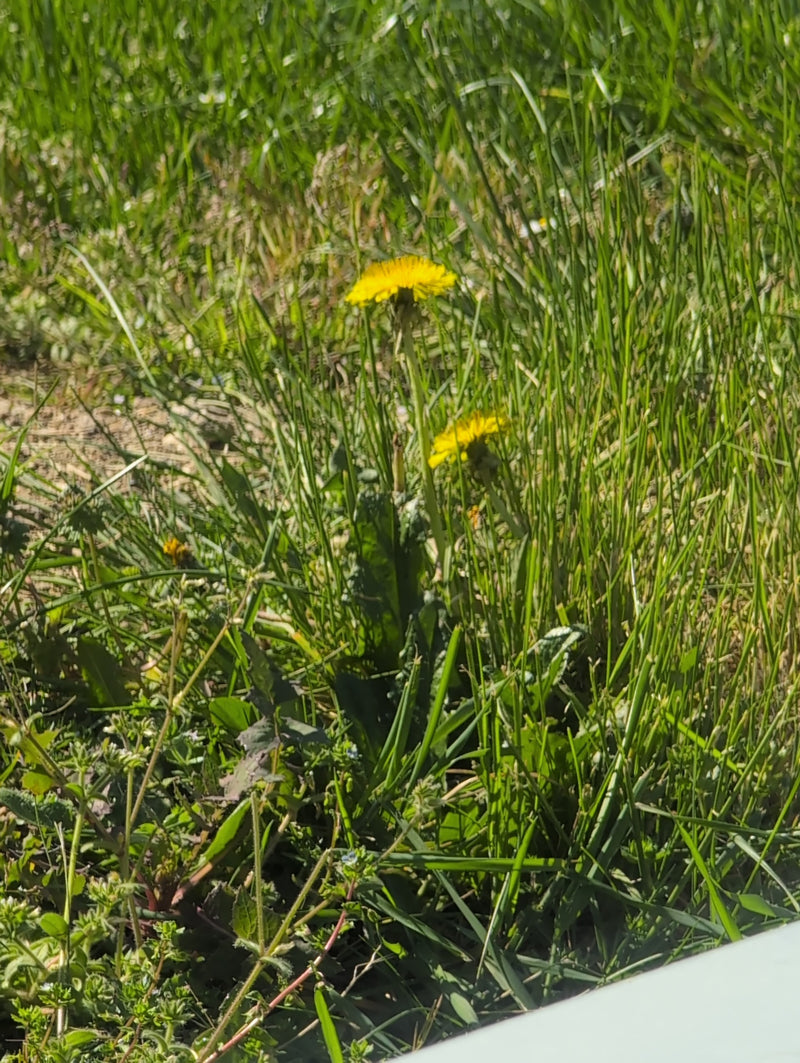 Paardebloem — Bild 1
