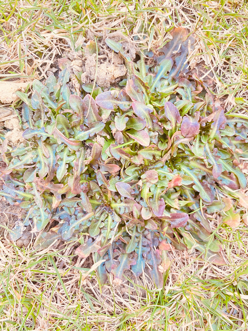 Te zien is de bladrozet van een paardenbloem vlakbij de grond te midden van droog gras. De getande bladeren spreiden zich plat over de grond uit.