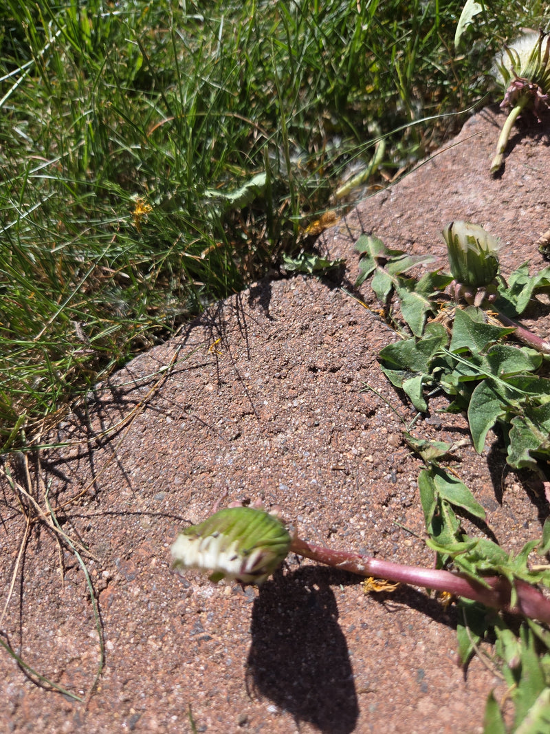 De afbeelding toont een paardenbloem met bladeren en knoppen die op een steenplaat naast gras groeit.