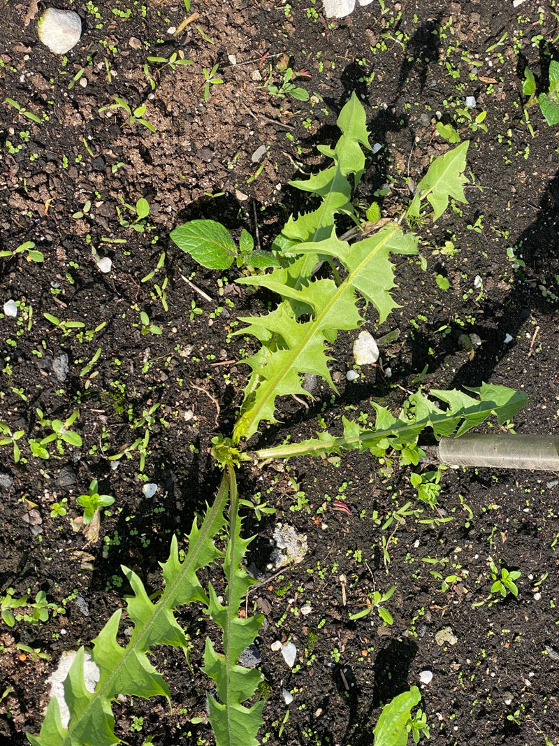 De afbeelding toont een groene bladrozet van een paardenbloem van bovenaf. De typisch getande bladeren groeien op donkere tuinaarde.