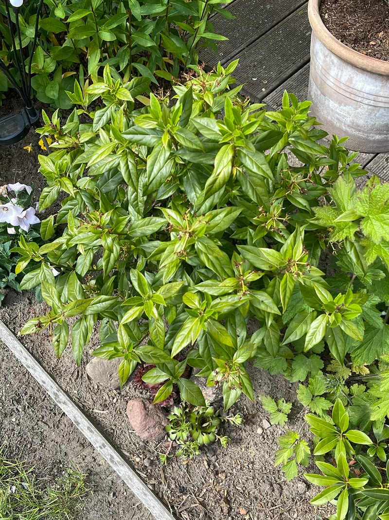 Te zien is een bosachtige ligusterstruik met dicht groen bladerdak van bovenaf. Hij groeit in een plantenbak naast een terras.