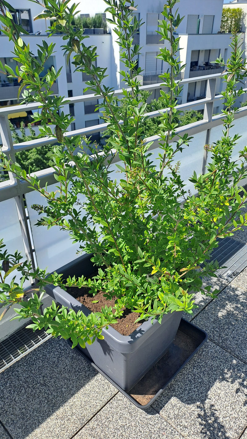 Een gezonde ligusterstruik met veel groene bladeren is te zien in een grijze plantenbak. De foto toont de plant op een zonnig balkon met moderne gebouwen op ...