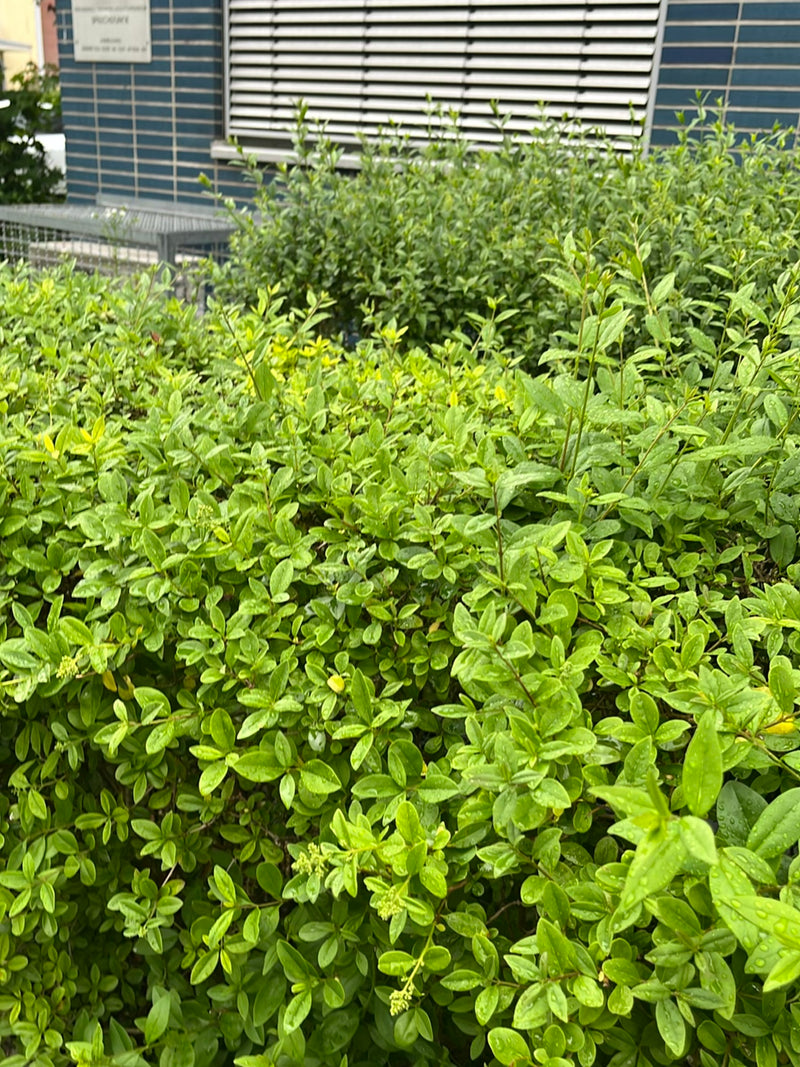 Te zien is een dichte, bosachtige ligusterstruik met frisgroene bladeren. De plant staat voor een huismuur.