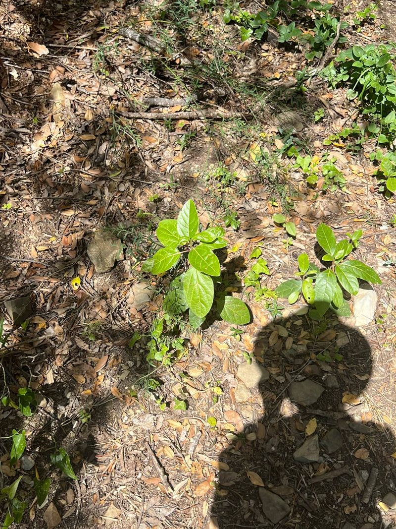 Twee kleine ligusterplanten met groene bladeren groeien op een bosbodem bedekt met bladeren. De opname toont de jonge scheuten van bovenaf.