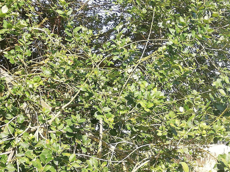 De afbeelding toont een dicht gedeelte met groene bladeren en vertakte twijgen van een ligusterstruik. Het typische loof is duidelijk zichtbaar.