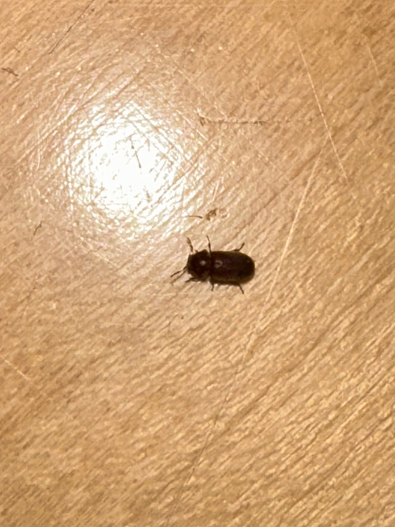 Een enkele gewone houtwormkever zit op een licht houten oppervlak. Het insect is van bovenaf te zien.