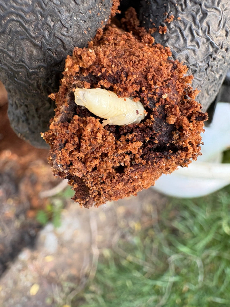 Een lichte larve van de gewone houtwormkever is zichtbaar in een opening gevuld met roodachtig houtmeel. Het insect ligt ingebed in het beschadigde hout.