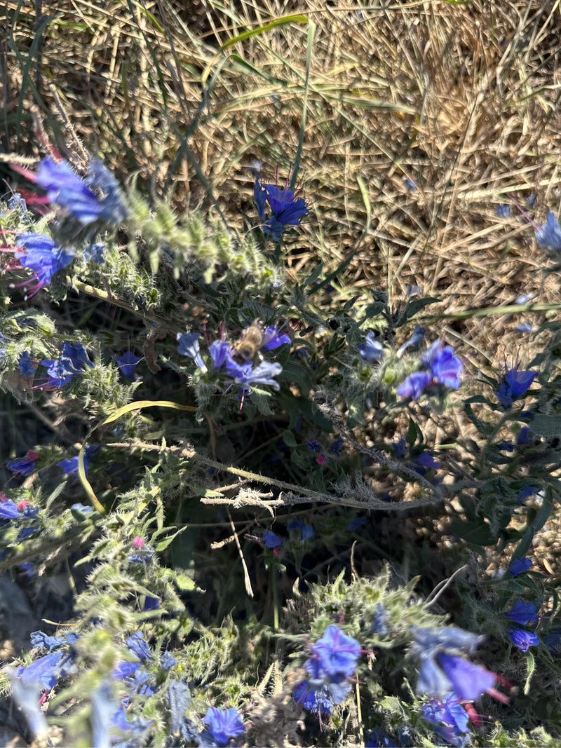 Een bloeiend slangenkruid met blauwe bloeiwijzen, van bovenaf gefotografeerd tussen droog gras.