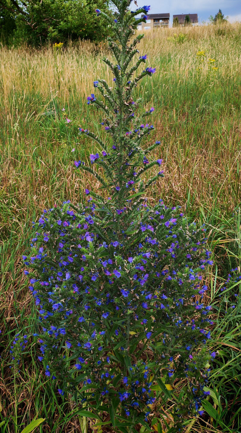 De afbeelding toont een bloeiende slangenkruid plant met karakteristieke blauwe bloeiwijzen in een weiland.