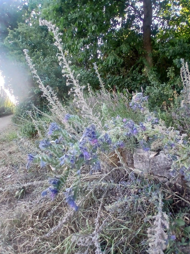 Te zien is een groep bloeiende slangenkruid-planten langs een pad voor bomen. De planten tonen hun typische blauwe bloeiwijzen en licht borstelige groei.