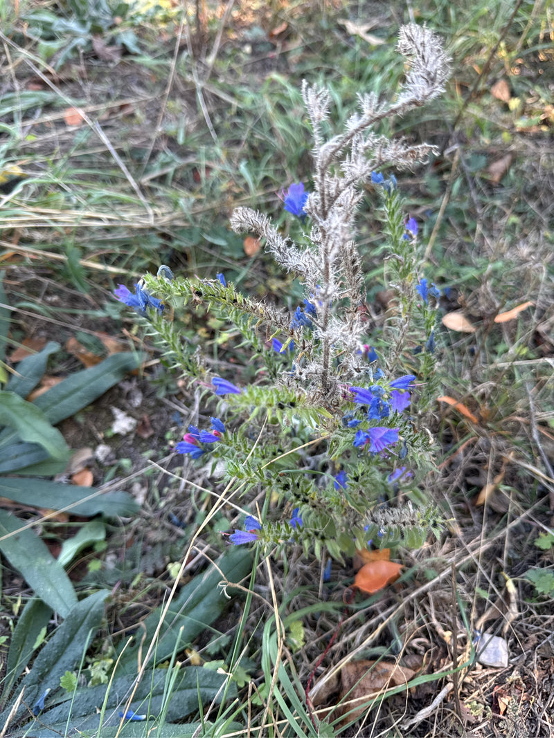 Een slangenkruid met blauwe bloemen en deels uitgebloeide, borstelige stengels groeit tussen droog gras en bladeren op de grond.
