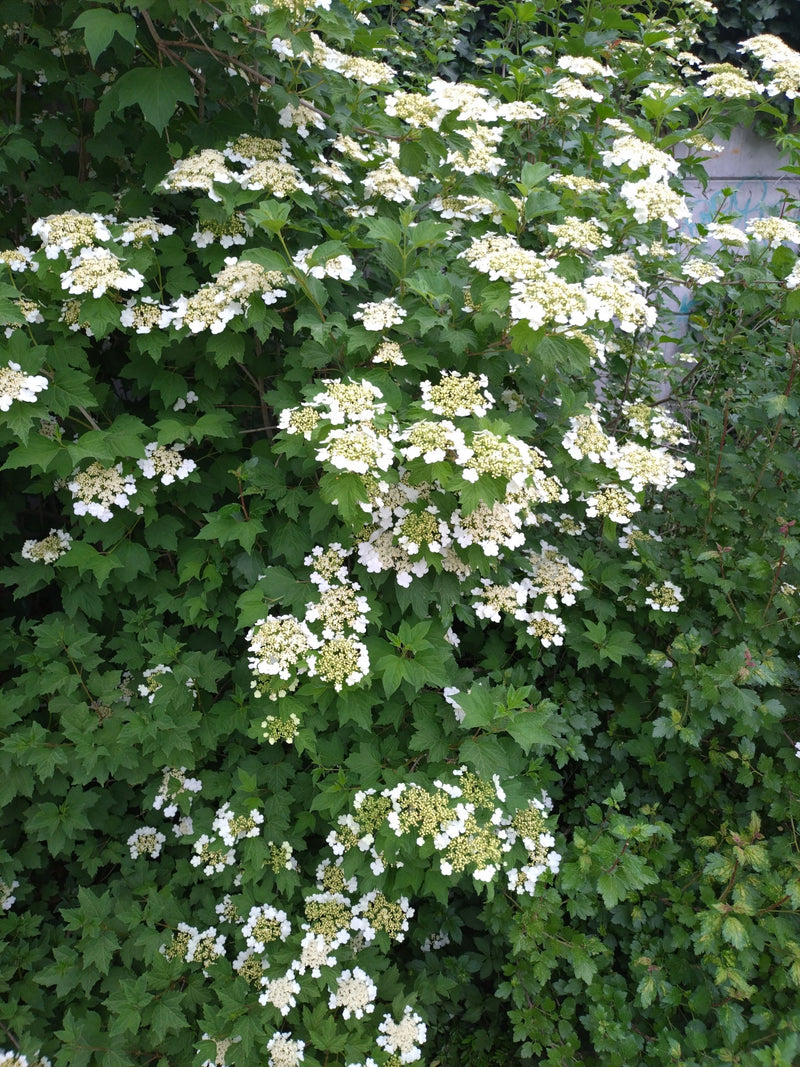 Gemeenschappelijke sneeuwbal — Bild 2