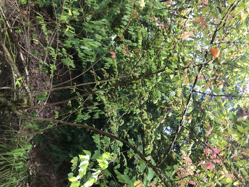 De foto toont een Europese kardinaalsmuts met groene bladeren en fijne takken in de natuurlijke habitat. De plant groeit in een lichte omgeving met andere ho...