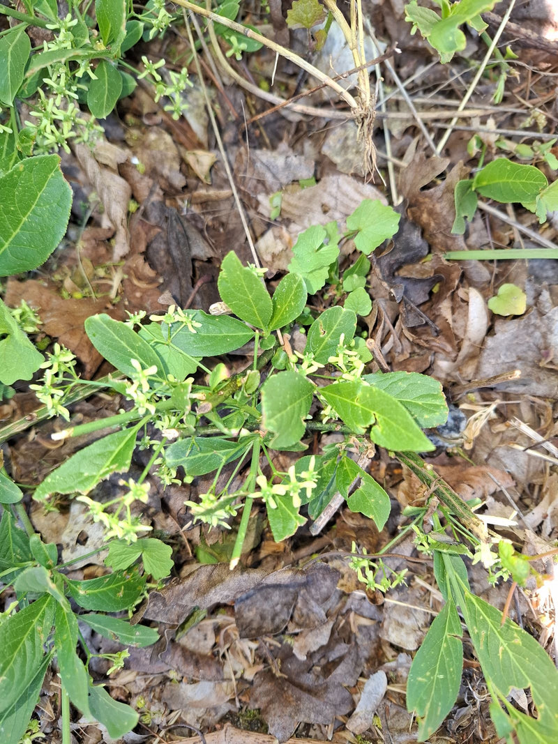 De afbeelding toont een Europese kardinaalsmuts met groene bladeren en kleine, lichte bloemen die groeit op een bosbodem bedekt met bladeren.