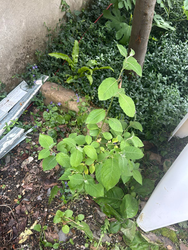 Een jonge kardinaalsmuts met groene bladeren is te zien. Hij groeit in een tuinbed op grond.