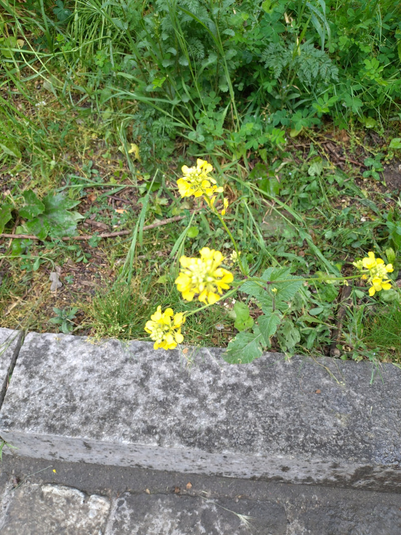 Gemeenschappelijke alyssummosterd — Bild 1