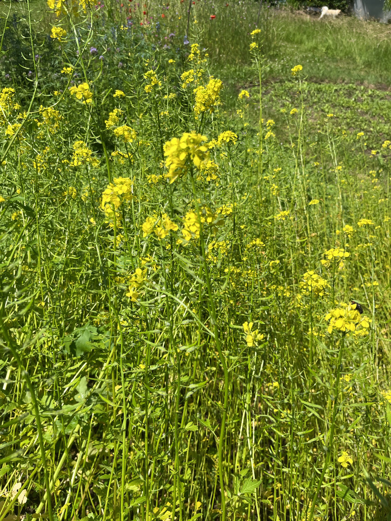 De afbeelding zeigt een dichte begroeiing van herik met gele bloemen op een weiland. De planten staan volop in bloei.