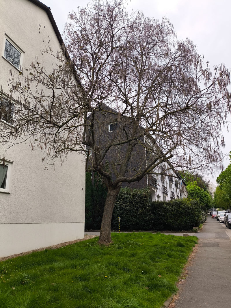 Trompet boom — Bild 1