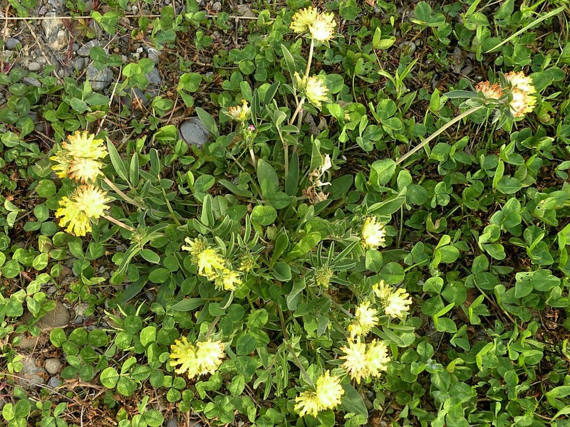 De afbeelding toont een bloeiende wondklaver met typische gele bloemhoofdjes en groene bladeren. De plant groeit op een lage, kruidachtige ondergrond.