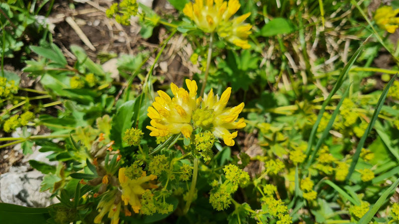 De kenmerkende gele bloeiwijzen van de wondklaver zijn zichtbaar. De plant groeit in een natuurlijke omgeving tussen gras en andere kruiden.
