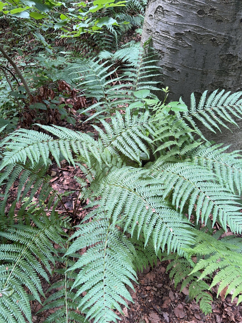 Te zien is een prachtige mannetjesvaren met zijn typische geveerde bladeren. De plant groeit direct aan de voet van een grote boomstam in een schaduwrijk bos.