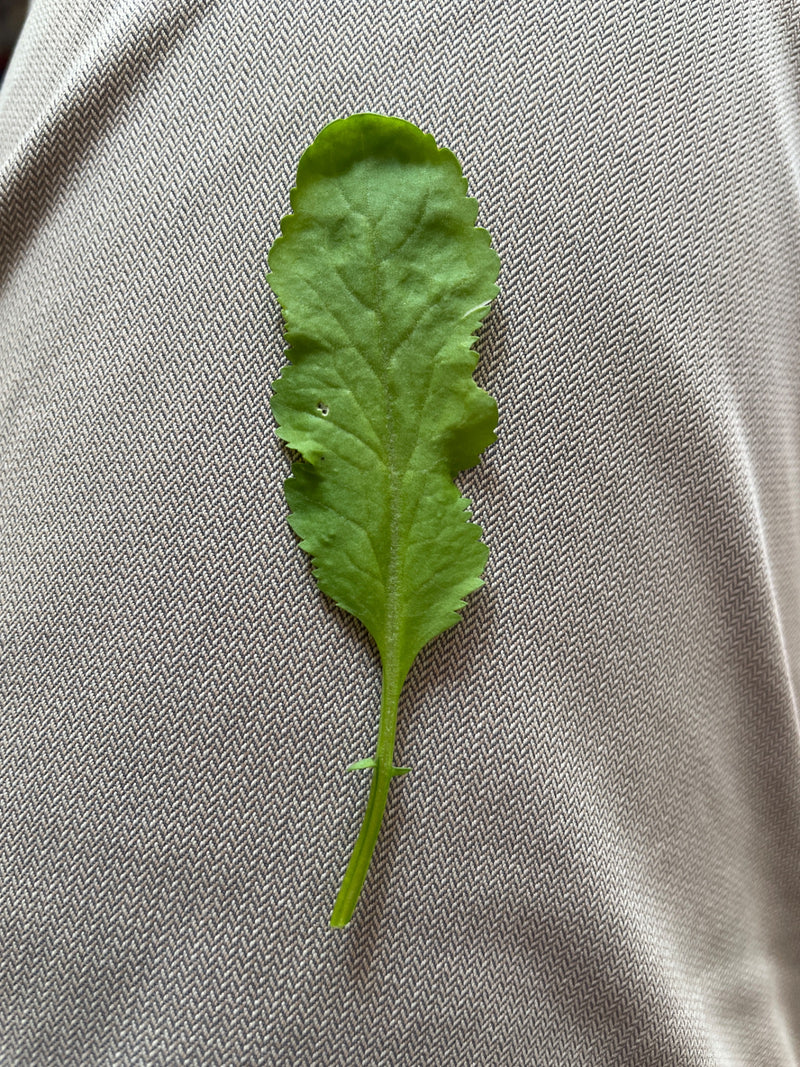 Te zien is een enkel groen blad van het gewone barbarkruid dat op een lichte textieloppervlak ligt.