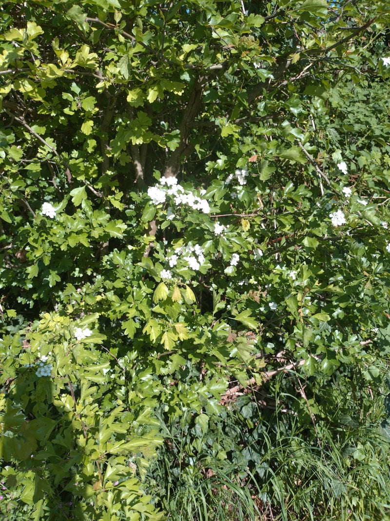 Een bloeiende meidoornstruik met gelobde groene bladeren en witte bloemen.