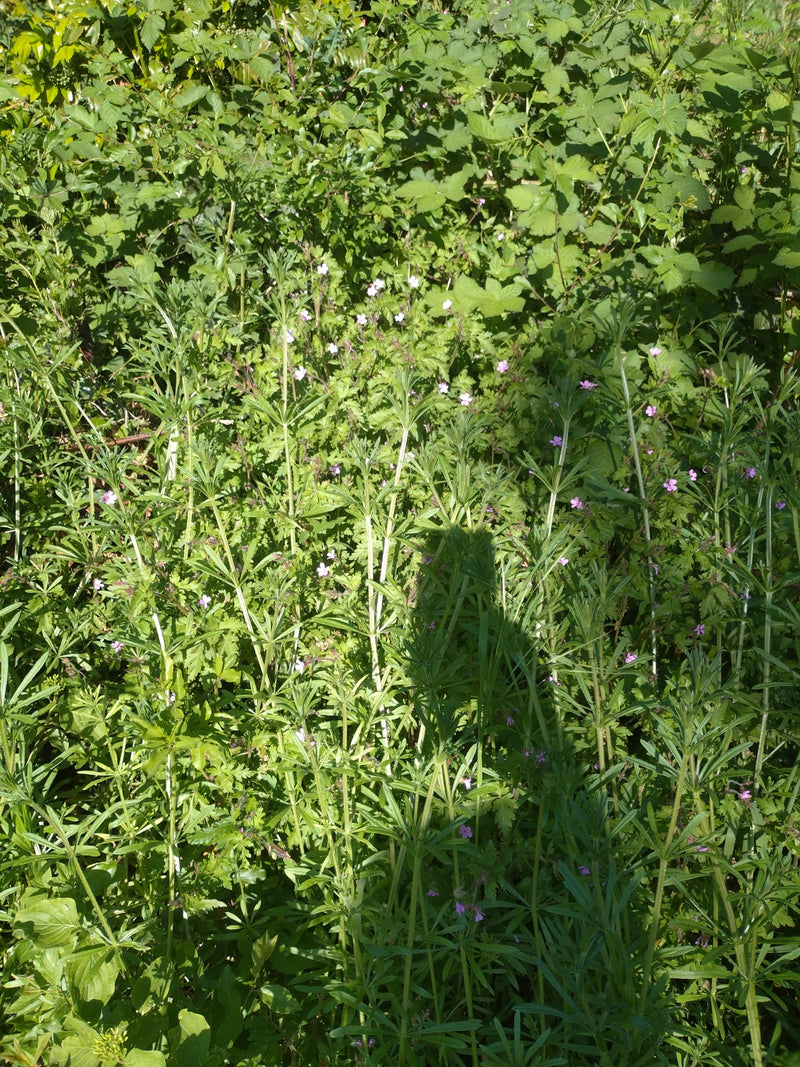 Gemeenschappelijk Barbarakruid — Bild 4