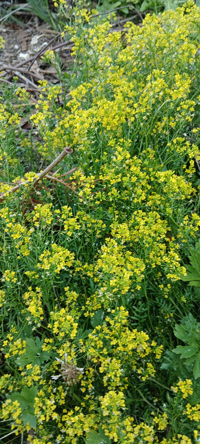 Te zien is een dicht bloeiend bestand van gewone barbarkruid met heldergele bloemen op natuurlijke grond.