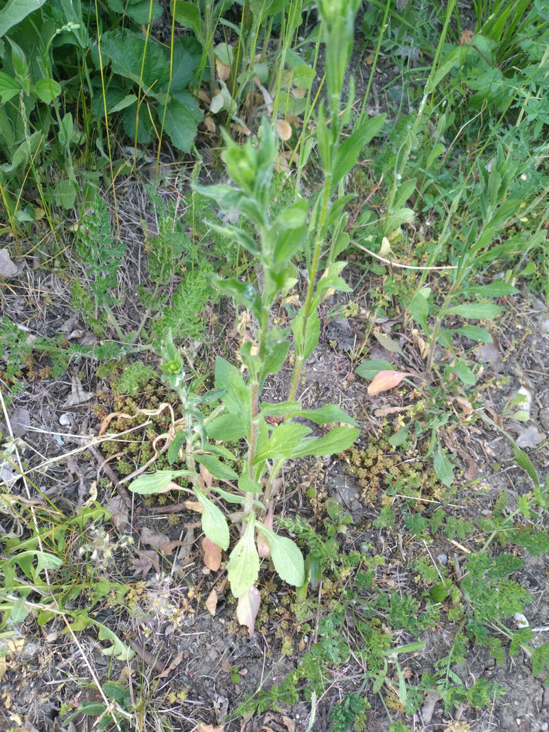 Gemeenschappelijk varkenskruid — Bild 2