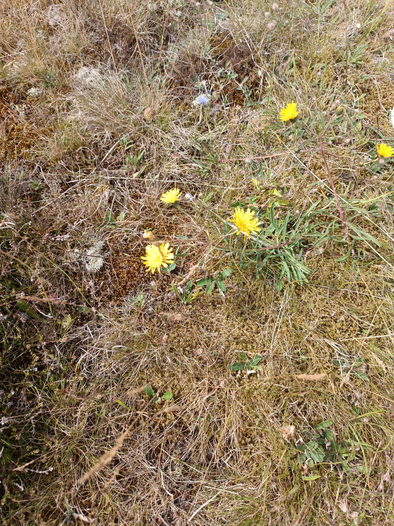 De afbeelding toont het gewone grijpkruid met zijn kenmerkende gele bloemhoofdjes groeiend in een droog gras- en moslandschap.