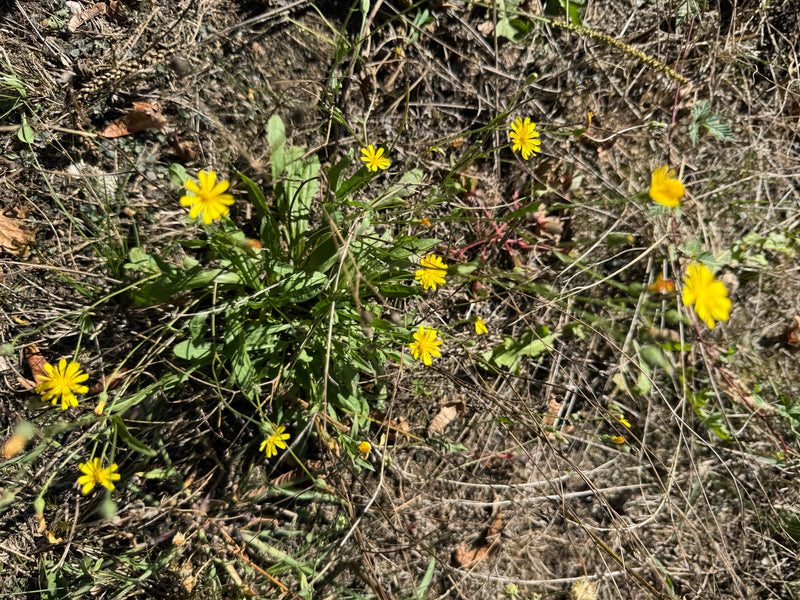 De foto toont een gewone biggenkruid plant met several gele bloemen in een droge omgeving. De bladrozet en karakteristieke bloeiwijzen zijn goed zichtbaar.