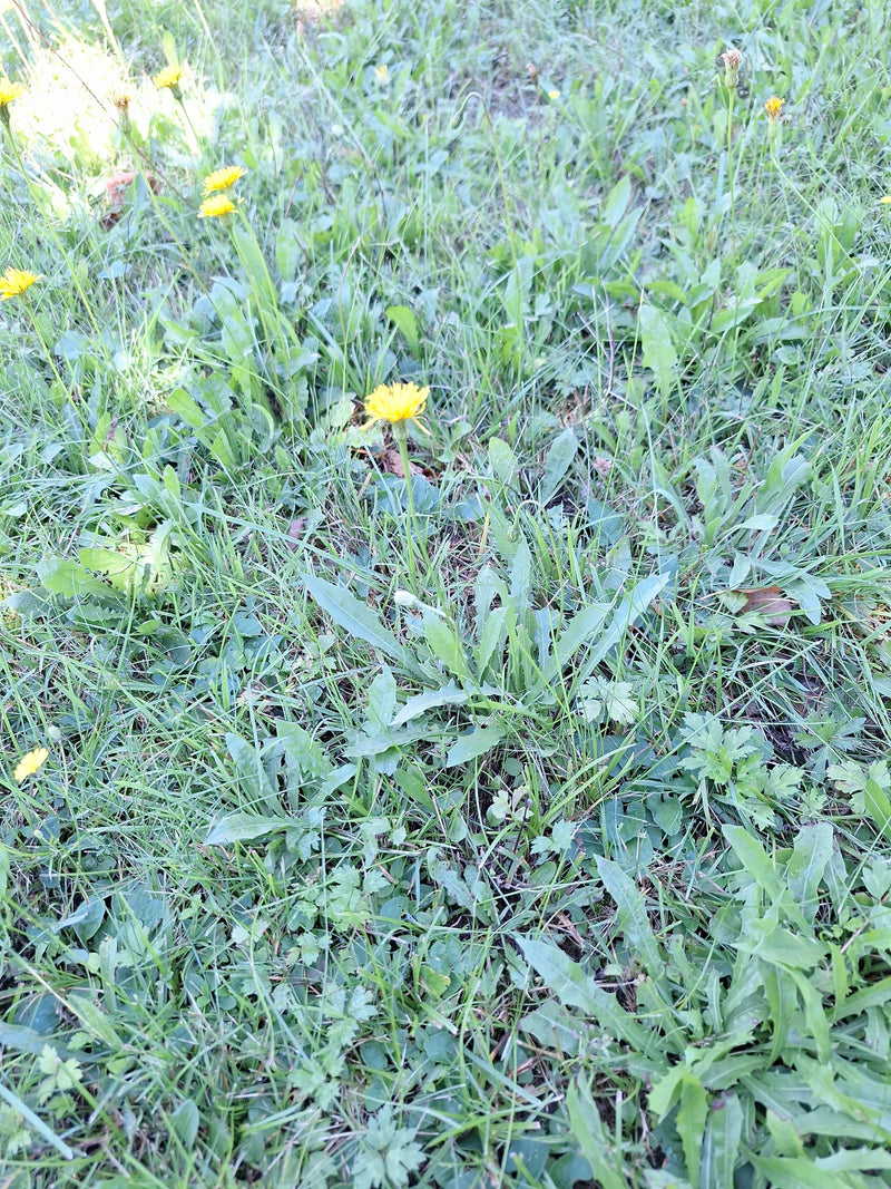 De afbeelding toont gewone theebloem met zijn gele bloemen en rozetbladeren in een weiland.