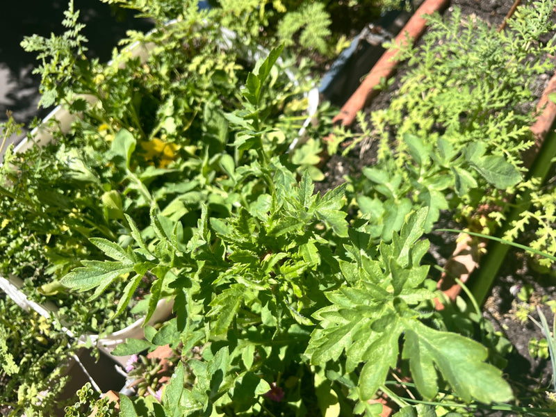 Kruiskruid — Bild 1