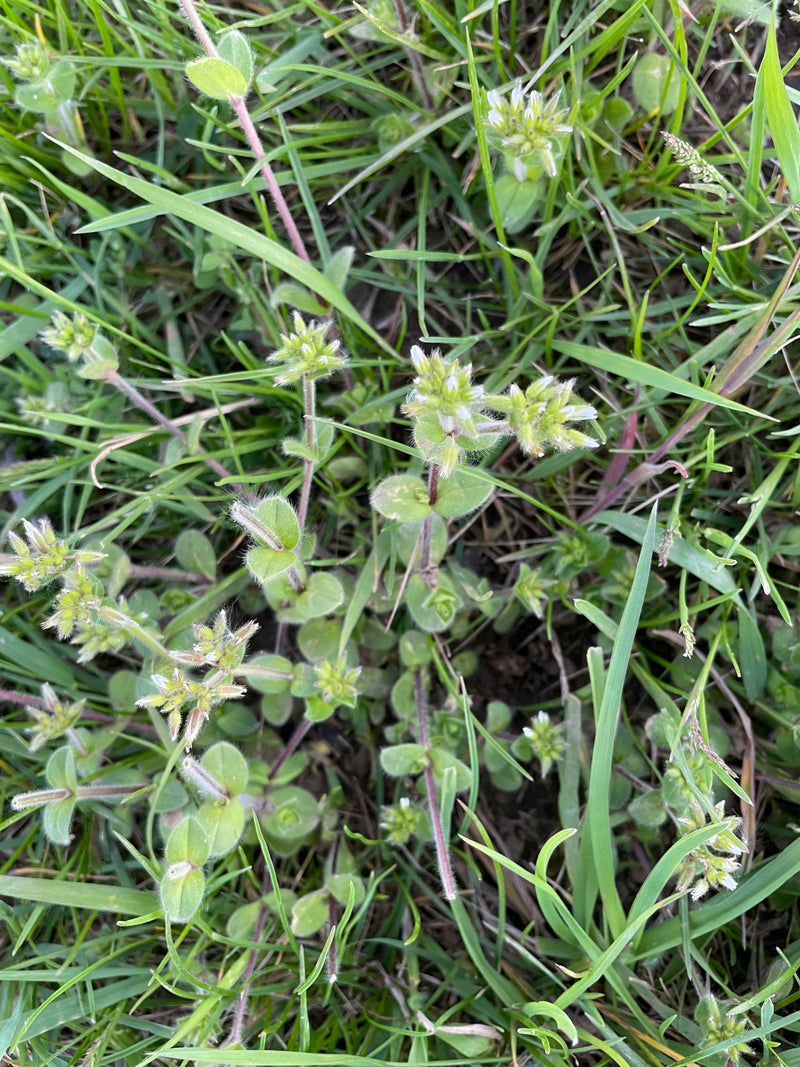 De afbeelding toont gewone hoornbloem met kleine witte bloemen en harige bladeren in een weiland.