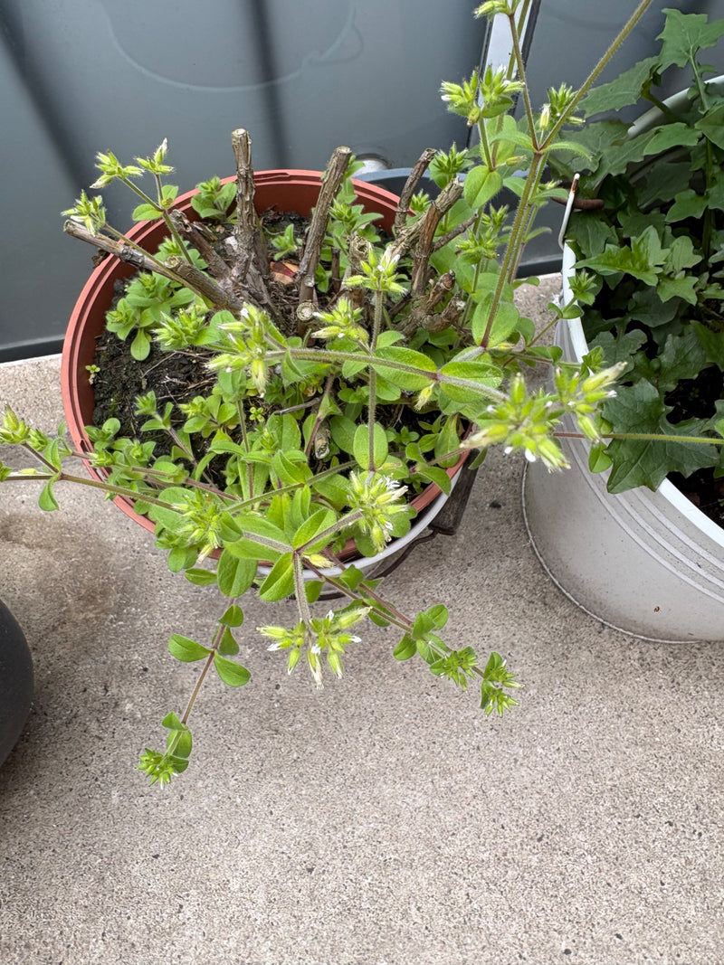 De afbeelding toont exemplaren van gewone hoornbloem in een bloempot op een lichte vloer. De kruidachtige plant heeft groene bladeren en kleine witte bloemen.