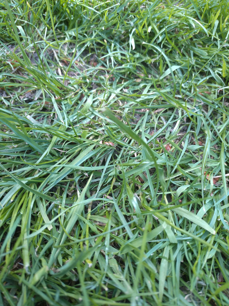 Gemeenschappelijk bosgras — Bild 1