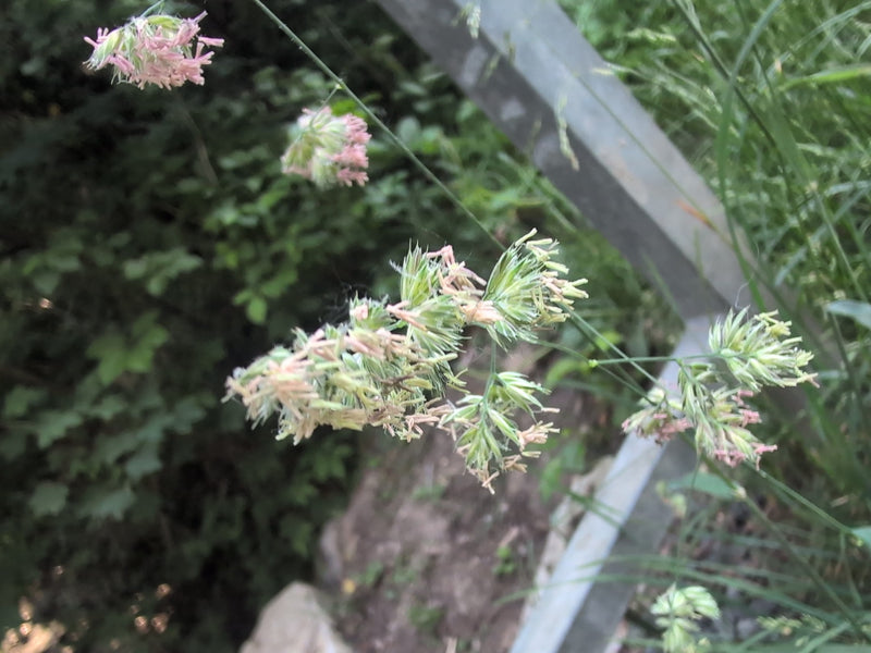 De kenmerkende kluwenachtige bloeiwijzen van kropaar zijn zichtbaar. De plant groeit in een natuurlijke omgeving.