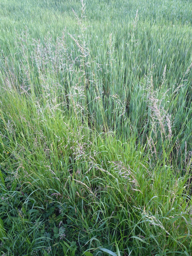 De afbeelding toont een dichte groep kropaar in een weide. De karakteristieke, kluperige bloeiwijzen steken boven het groene bladerdek uit.