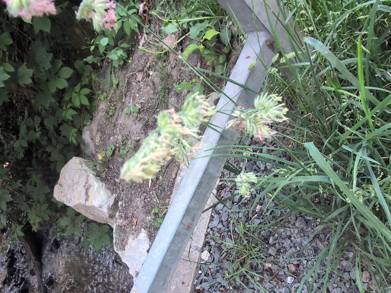 Het kropaar is te zien met zijn typische, in kluisters samengepakte bloeiwijzen. De plant groeit op een talúd naast een metalen leuning.