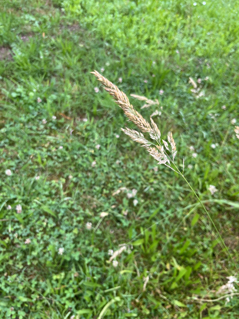 De typische kluifvormige bloeiwijze van kropaar is zichtbaar. De plant groeit in een groene weide.