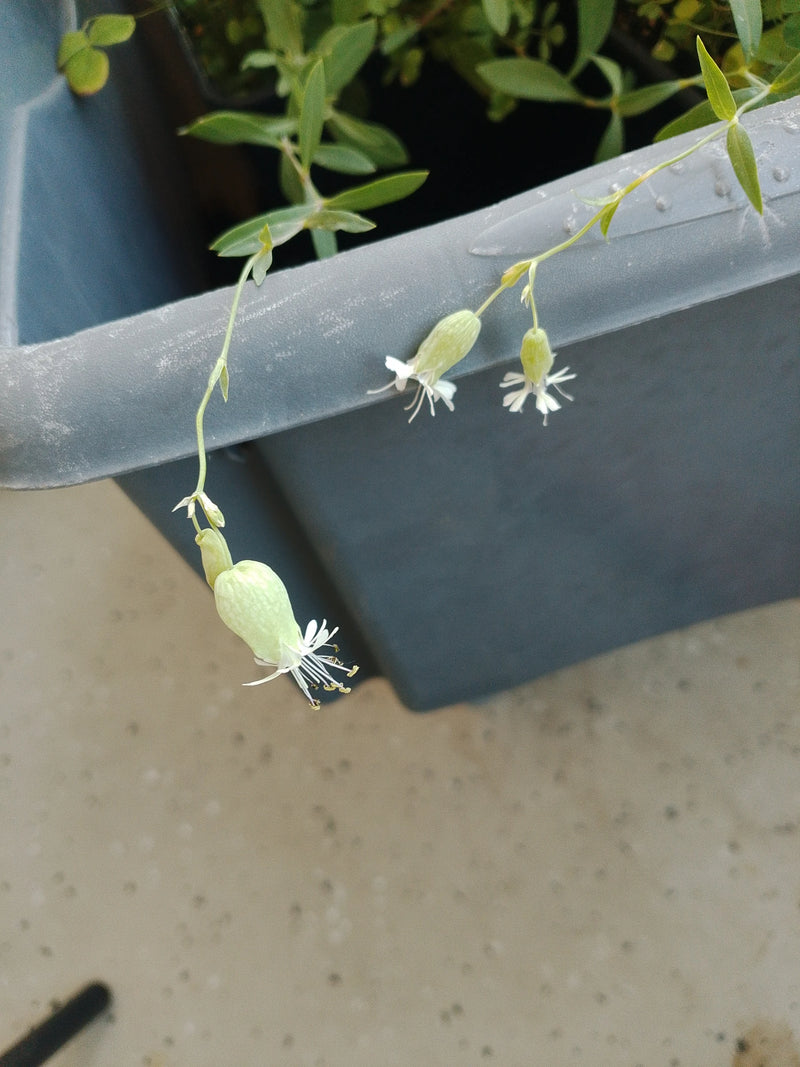 De foto toont de karakteristieke, hangende witte bloemen en opgeblazen kelken van de blaassilene. De plant groeit in een bak op een balkon.