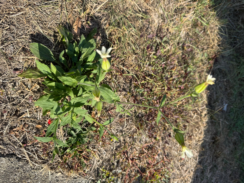Een bloeiende blaassilene met karakteristieke opgeblazen kelken en witte bloemen, groeiend op droge grond.