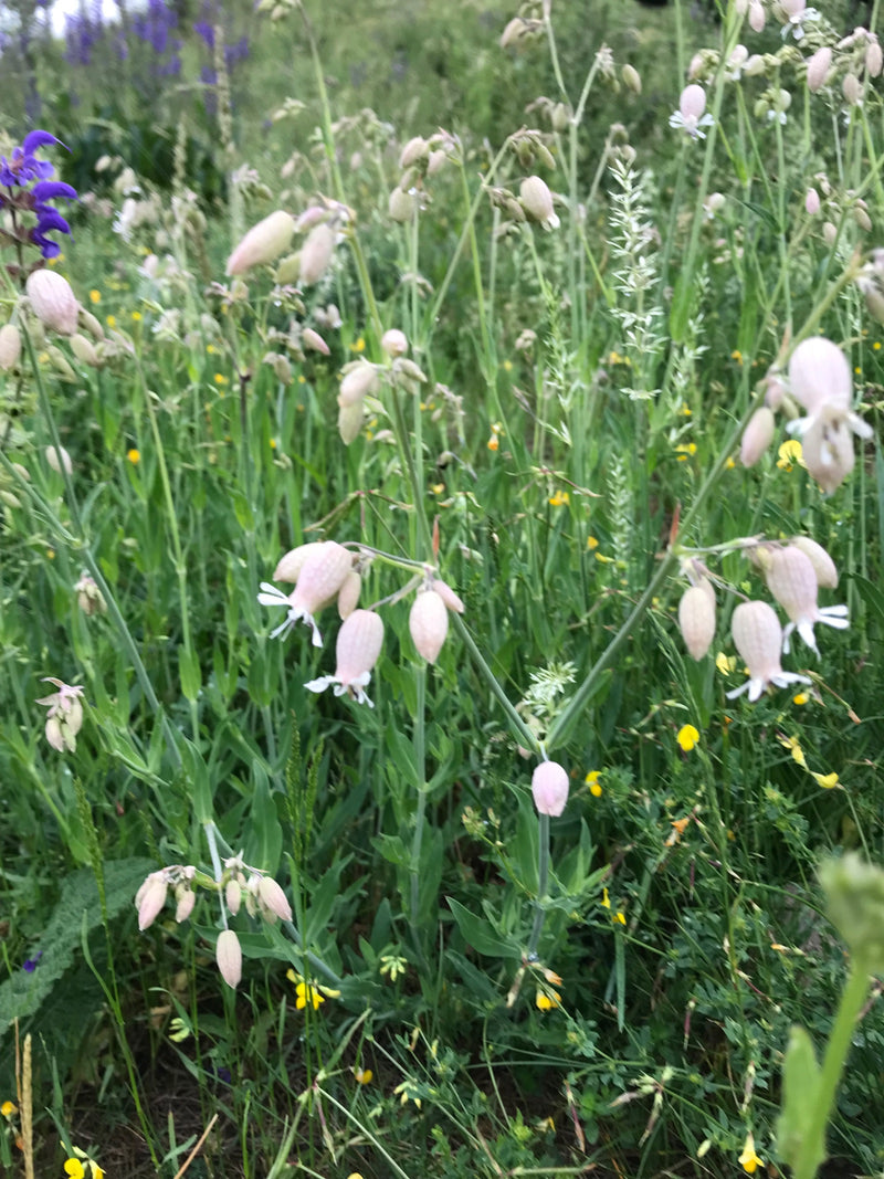 Blaasjeskruid bloeit in de wei met zijn kenmerkende opgeblazen kelken. De witte bloemen steken af tegen een natuurlijke omgeving.