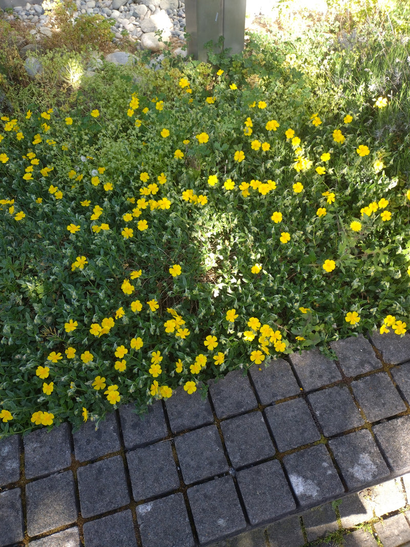Gemeenschappelijke zonnebloem — Bild 1
