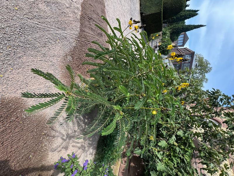 Een bloeiende Senna didymobotrya met kenmerkende gele bloemen en donkere knoppen groeit langs een grindpad in een tuin.