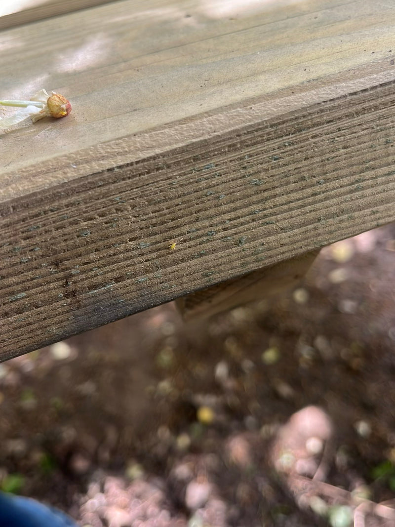 Een zeer klein insect rust op een houten oppervlak, waardoor het moeilijk te onderscheiden is. Het is een exemplaar uit de orde van de tripsen.