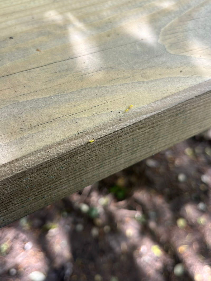 Verschillende zeer kleine, gelige thripsen kruipen over een licht houten oppervlak. De insecten worden heel klein weergegeven.
